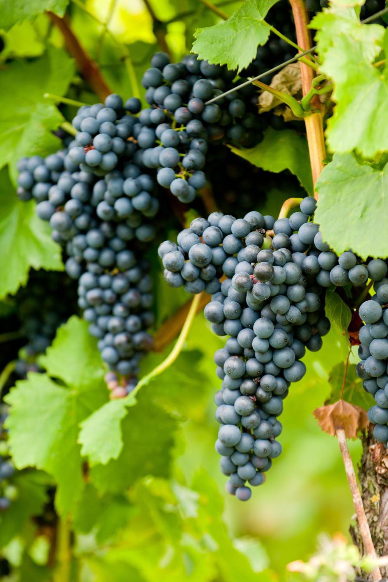 Wein- Und Sektgut Markus Hensler Брідель Екстер'єр фото