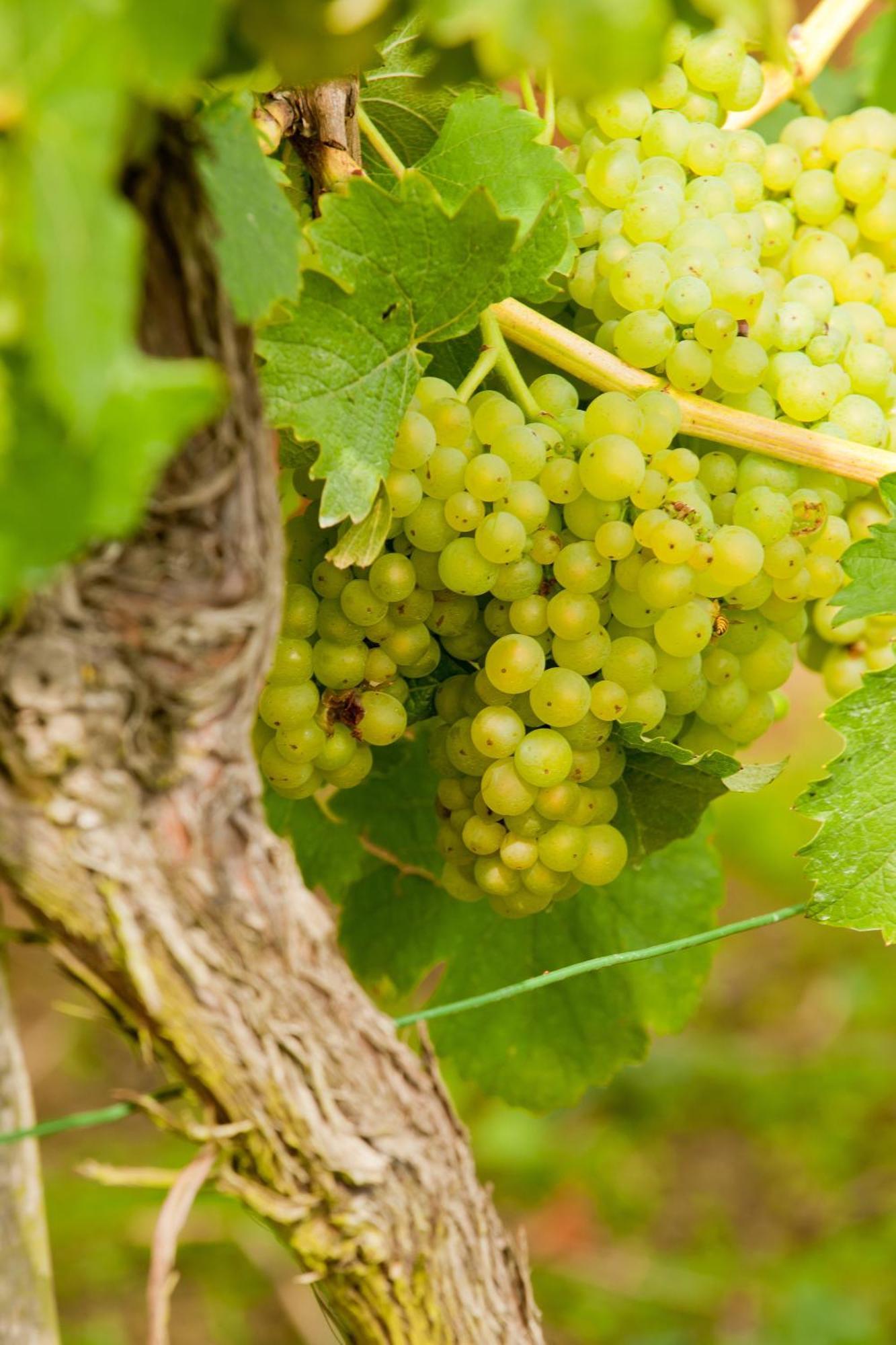 Wein- Und Sektgut Markus Hensler Брідель Екстер'єр фото